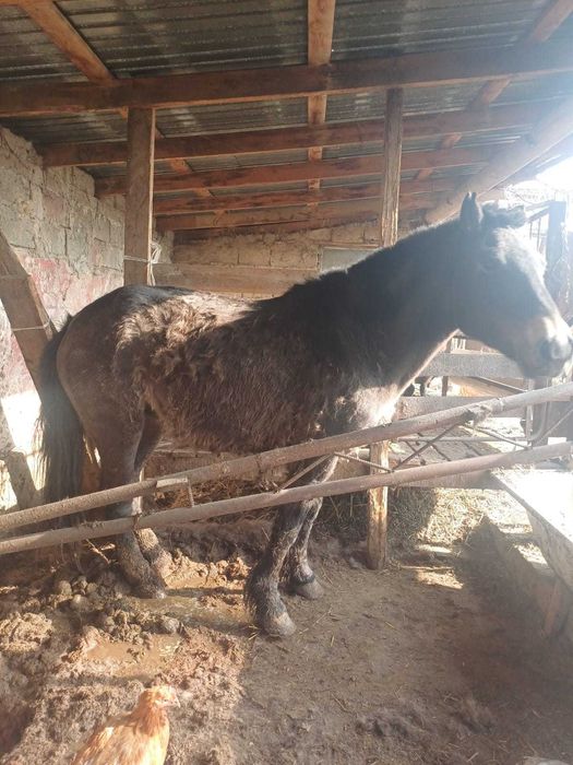 Продаются лошади