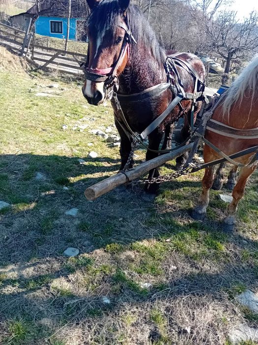 Cal castrat de vanzare