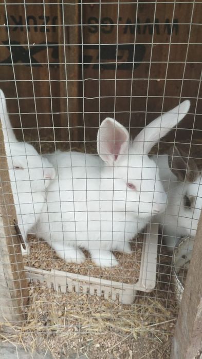 Крольчата шустрые