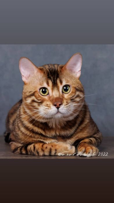 Бенгальский кот для врезки