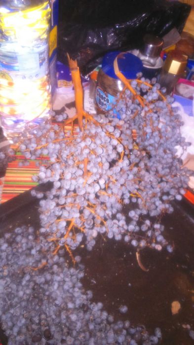 Продавам семена от студоустоичиви палми - 5 вида