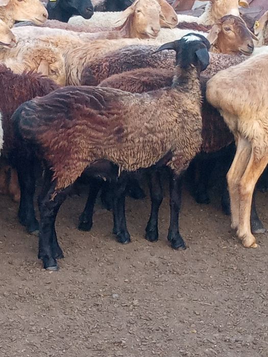 Продам баранов этого года