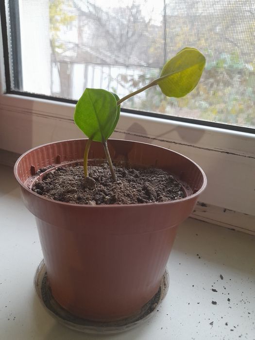 Замиокулькас (долларовое дерево)