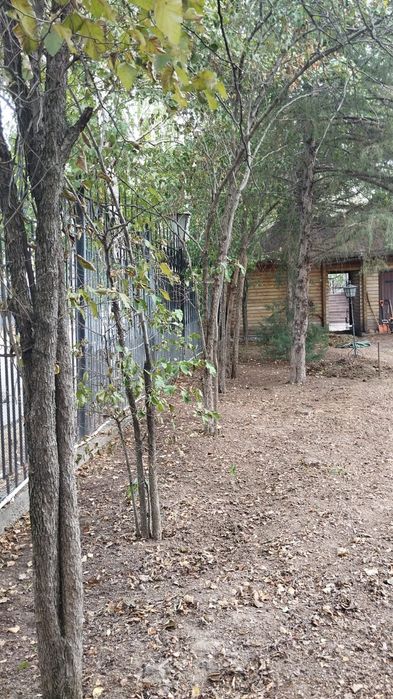 Заросшие участки спил деревьев