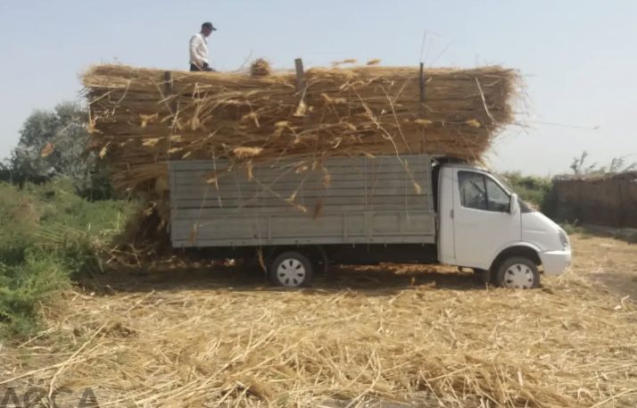 Үйдің үстіне бау қамыс бар хабарласыңыздар жеткізіп береміз
