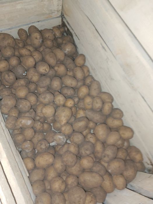 Продам картошку на посадку