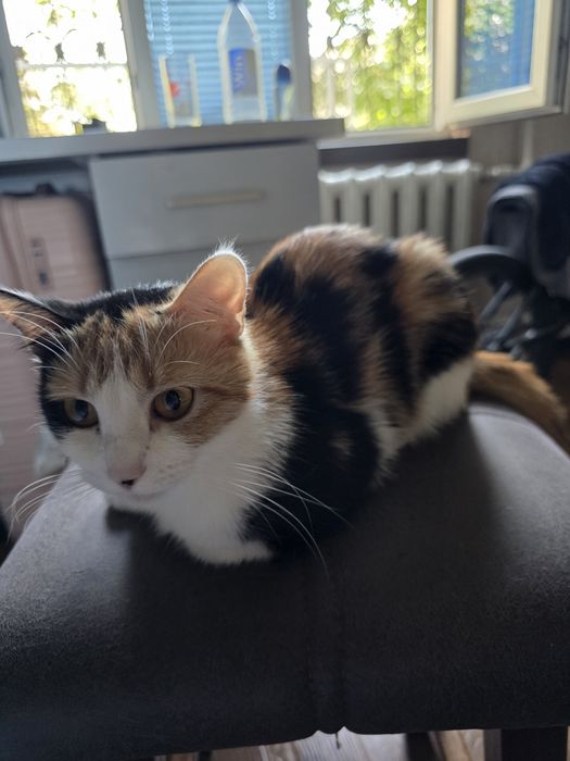 Кошечка девочка ! Отдаю в хорошие добрые руки !
