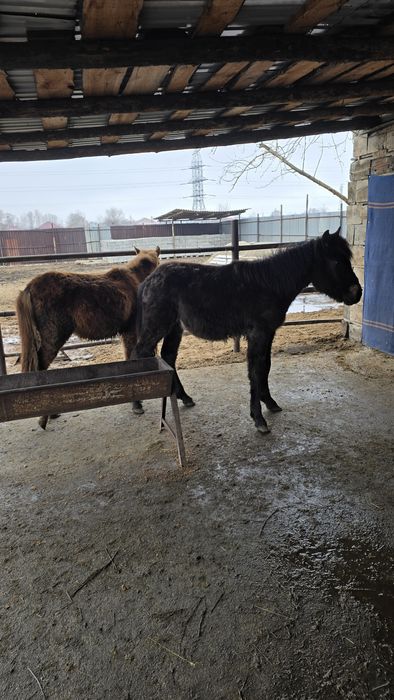 Продам двух жеребят ..