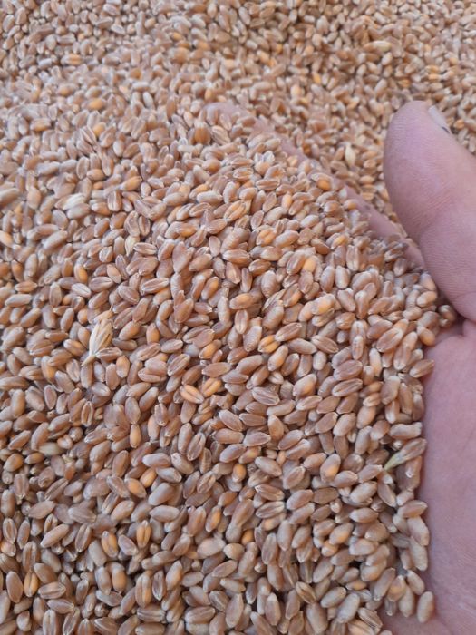 orzoaica casanova grau aveniu foarea soarelui