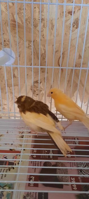Canari tineri de vanzare