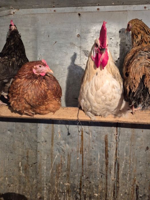 продам адилерский петух 4 штук