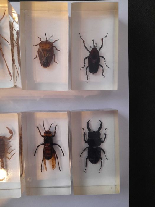 Lot 12 insecte reale in rasina Deagostini