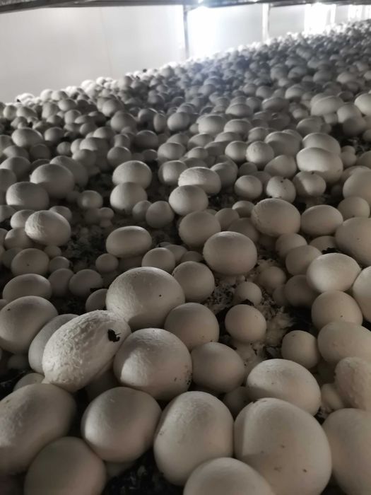 Выращивание шампиньонов