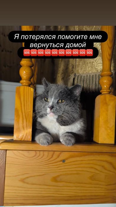 Потерялся кот с белой грудью