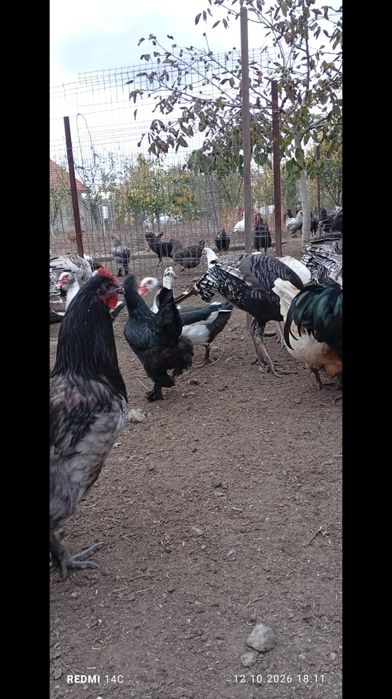 Păsări de țară crescute natural