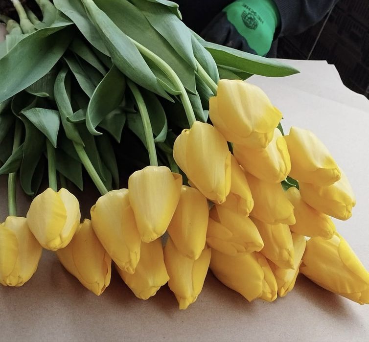 Тюльпаны оптом и в розницу