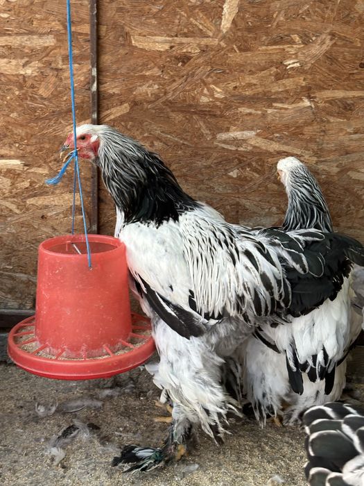 Disponibili cocosi brahma herminat dechis