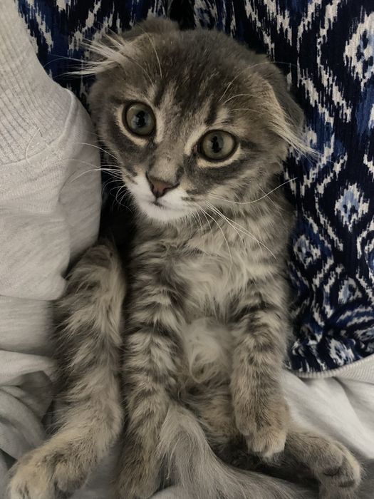 Отдам Котенка в добрые руки!
