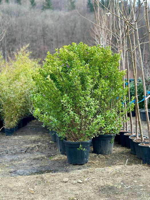 Plante Ornamentale de Calitate – Livrare