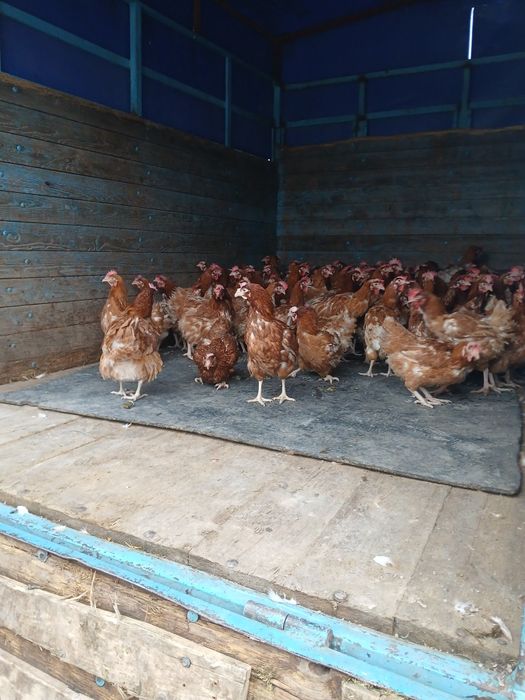 Ломброн тауыктар