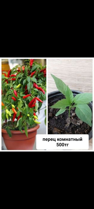 Цветы комнатные фиалки ,Хойя, Традесканция,  сансенверия
