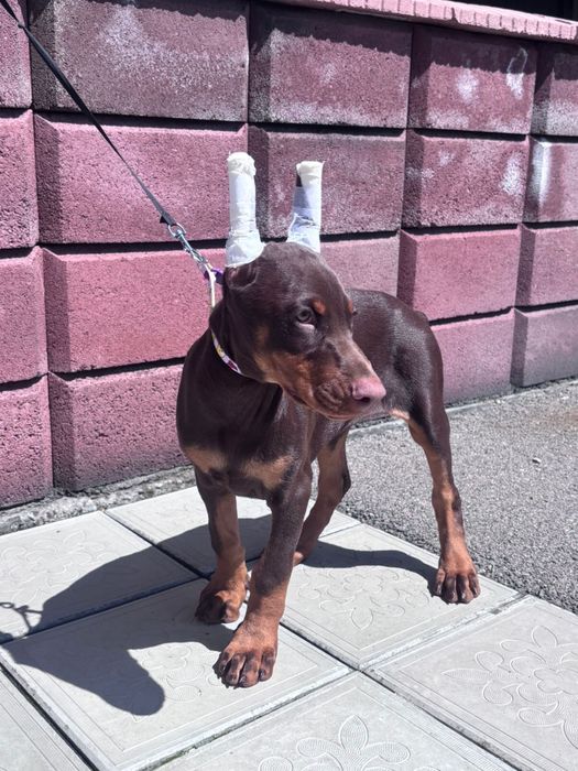 Щенок добермана 3 месяца