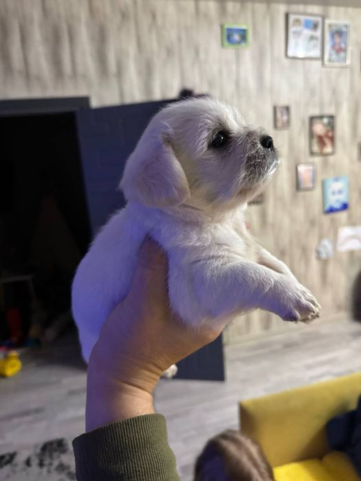 щенки в добрые руки