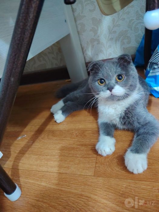 Кошка парода скотиш фолд. 5 месяцев.  700.000 сум