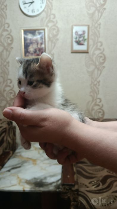 Продаем котят,мама и папа пародистые Американский керл