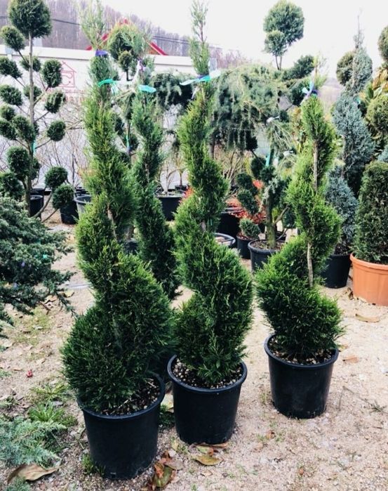 De la grădini mici la spații verzi mari – plante ornamentale sănătoase