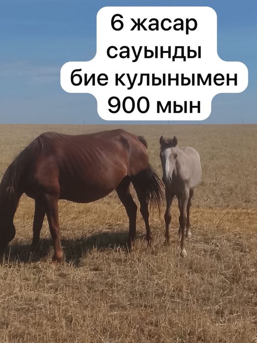 Кобыла с жеребенк 6 лет