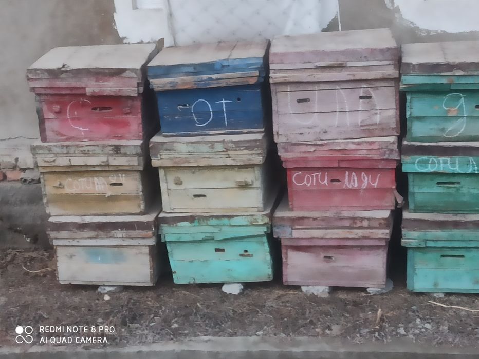 Asal ari yashiklari arzon naqxga sotiladi srochna pul kerak