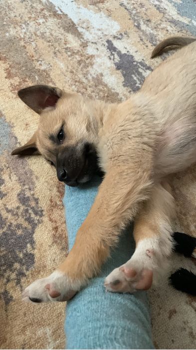 Отдам Щенка 2 месяца