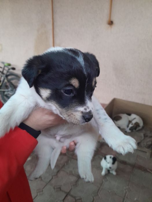 Отдам щенят в хорошие руки