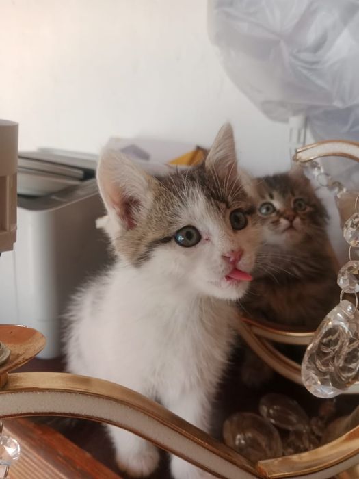 Отдам котят в добрые руки