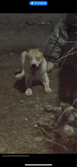 Продам алабая