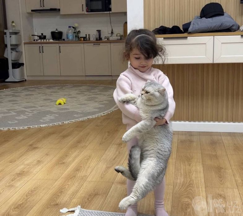 Вязка кот серебристый