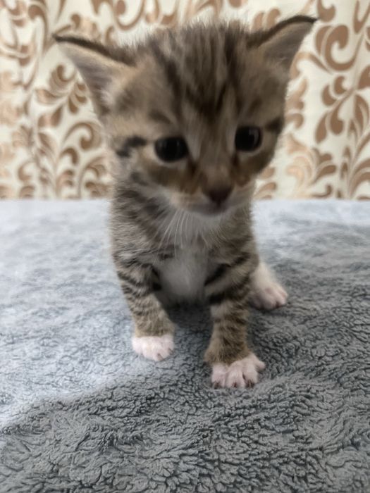 Маленькие пародистые котята
