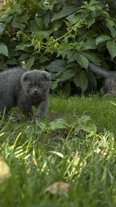 Котята 3 месяцев