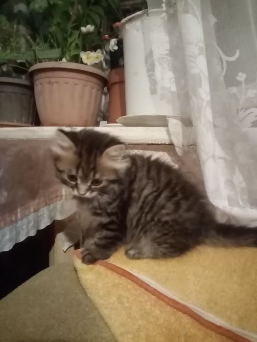 Продам наглого котенка