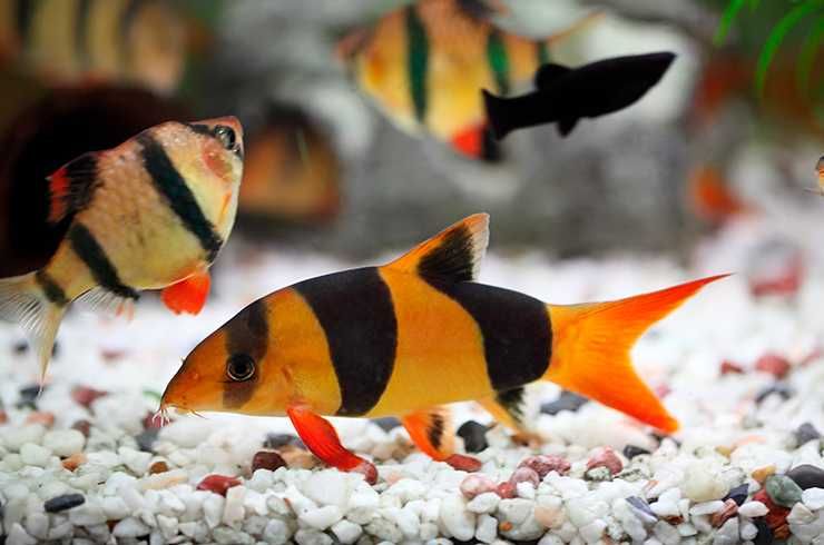 Боция клоун (Chromobotia macracanthus)