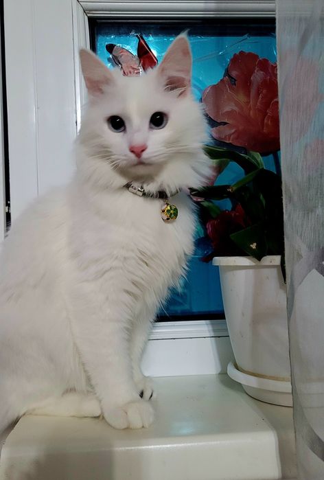 Вязка кот Турецкого Ангора