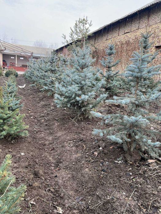 Голубая ель !! Арзон нархларда