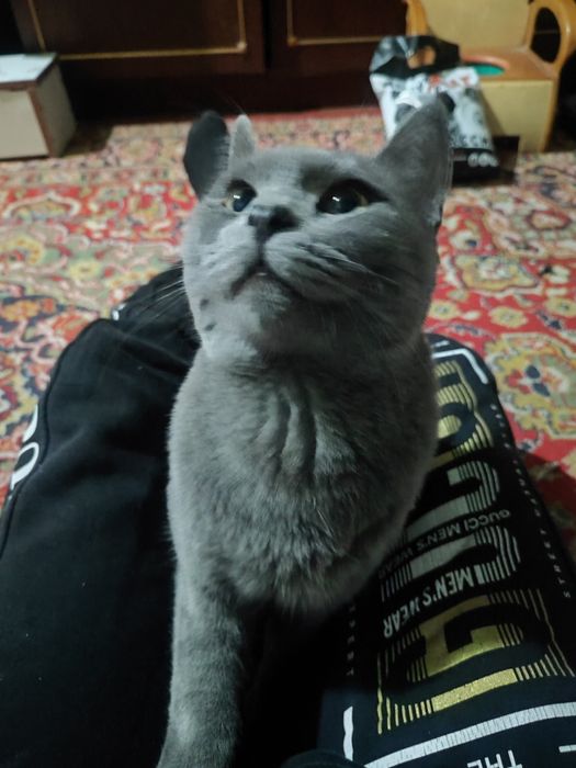 Zotli mushuk sotiladi