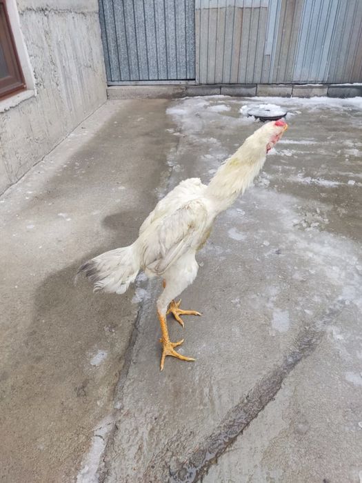 Продам бойцового петуха (Шамо)