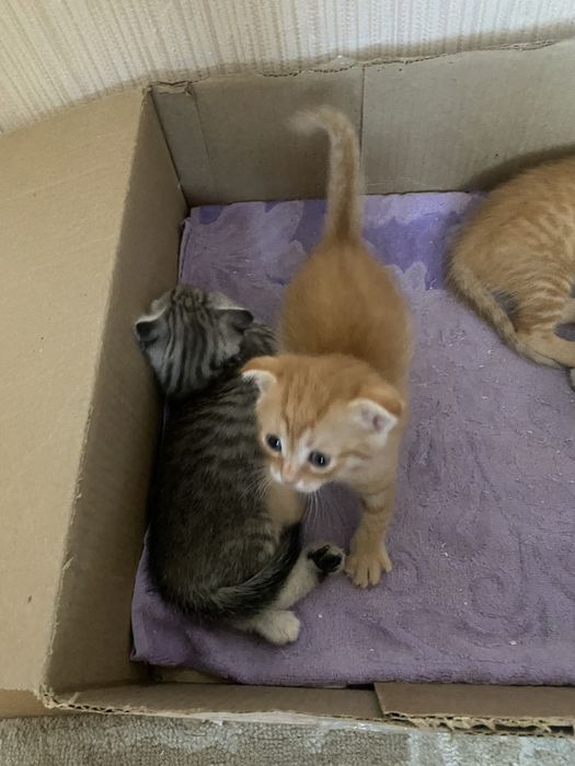 Котята веслоухие