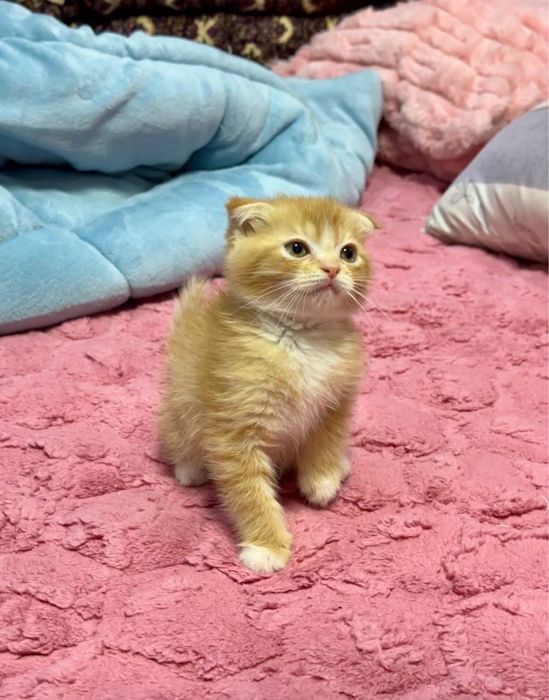 Залатая шиншила сирочна сотилади