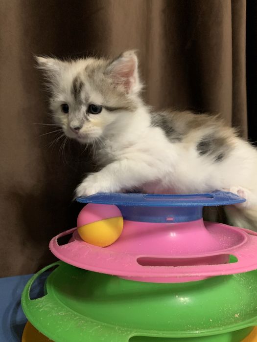 Девочка мейнкун (серебро)с родословной