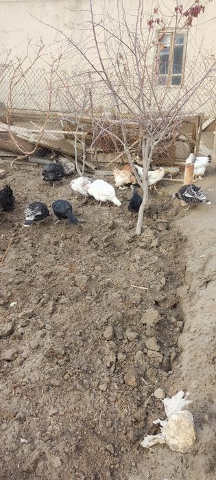 Сотилади хамаси товук куркалп