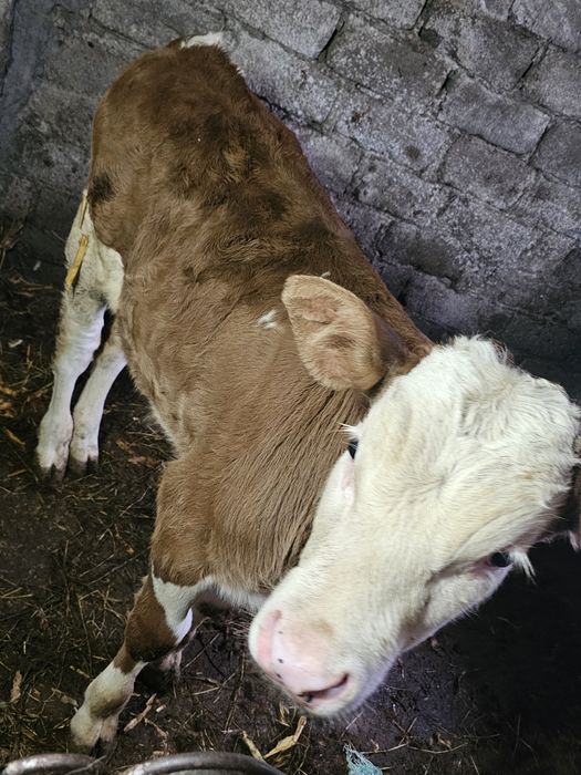 Vand vitel de 2 luni jumate